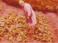 Emma Spurrell tending her cabbage garden in Butter Cove