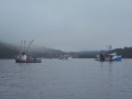 Caplin were plentiful in Hickmans hr this seaon Several boats pursed up caplin in the harbour something that had been unheard of before