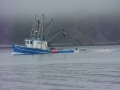 Fabian J heading Gooseberry Cove with a successful days caplin catch
