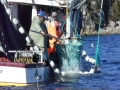 Rodney and Justin dip capelin onto their boat near Gull Cliff Random Island