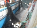 Caplin being dried-up on the surface of the water as the crew prepares to dip the fish aboard.1 - Copy