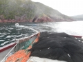 Tow-off boat helping to remove the seine as the Random Dance shoots around a school of caplin on Deer Cove shore.