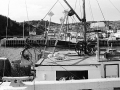 Gooseberry Cove (Photo by Packet Oct 16 1995
