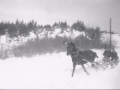 horse riding in hatchet cove