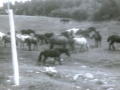 horses in Hatchet cove