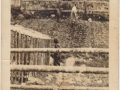Annie Butt with daughter Elvie in front of her in white bonnet sons Art in front and Gordon in far back