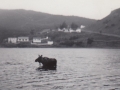 Moose crossing the pond, Hodge's Cove 1960's 001