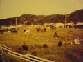 horses roaming Hodge's Cove
