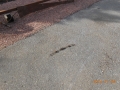 DSCN0511