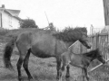 Pet and her foal owned by Solomon Strowbridge Butter Cove