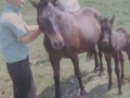 Queen and foal owned by Harrison Spurrell with Ben Spurrell