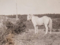 Barry owned by George and Ben Robbins Hatchet Cove