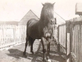 Sambo owned by George and Ben Robbins Hatchet Cove