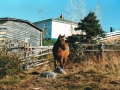 Comet foal Gert owned by Cliff Stringer Hodges Cove