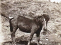 Don owned by Bram Smith and later Ezekiel Smith later Jane Smith Hodges cove