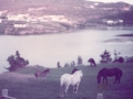 Horses Hodges Cove Sept 1984 Thomas garden