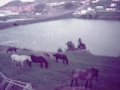 Horses Hodges Cove Sept 1984