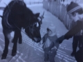 Molly owned by Lewis Seward with Lewis JR and Shelia Stringer