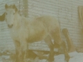 Patsy Newf pony owned by Joe Peddle
