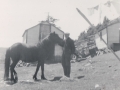 3. Steve Price and his horse