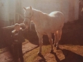 Belle owned by Eli and Jim Stringer