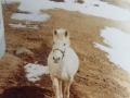 Belle owned by Eli and Jim Stringer2