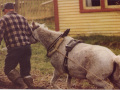 Bonnie-hauling-plow