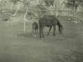 Brud-Martin_Horse-Belle-and-foal-Tex-Courtesy-of-Audrey-Stringer
