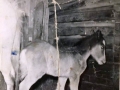 Champ owned by Don Drodge