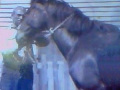 Cyril-Stringer-and-his-horse-Flash