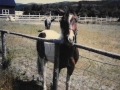Diablo and Bandit owned by Biff Warren