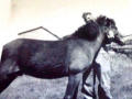Frank and Abe Smith, 1961