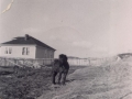 Horse Harry-Baxter's House