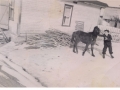 Horse Jen-William King-Boy Cater King