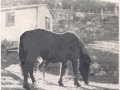 Horse-Lane 62