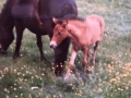 Horses posted by Andrea Drodge