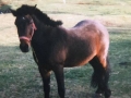 Jim owned by Don Drodge