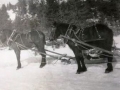 Pearl owned by Dick Stringer and Scot owned by Nehemiah Stringer 1959