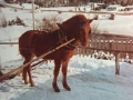 Prince owned by Eli Stringer