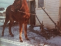 Prince owned by Eli Stringer4