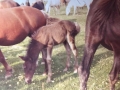 Queen Foal of Queen
