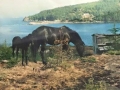 Queen and her foal owned by Ed Drodge
