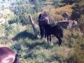 Queen and one foal