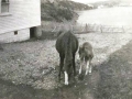 Ruby and her foal Triger owned by George Stringer 1950s