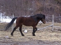 Storm a Nl poney owned by Tom Spurrell LHE
