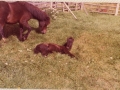horse and foal belong to Tom Spurrell LHE 1980s