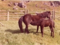 horse and foal belonging to Tom Spurrell LHE 1980s