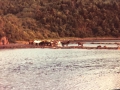 horses of SW arm
