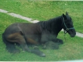 Chance (owned by Leonard Vey)