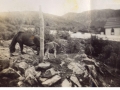 Bride and her foal owned by John Vivian by Penecostal Church